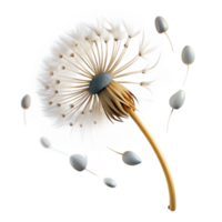 wonderful modern A Single Dandelion Seedhead with Seeds premium png