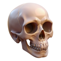 fascinating exceptional Hyper-specific, professional render of a single, human skull with realistic bone texture, isolated cutout with Transparent Background png