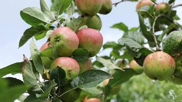 Apples are growing on a tree in a field video