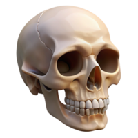 romantic alluring Hyper-specific, professional render of a single, human skull with realistic bone texture, isolated cutout with Transparent Background studio quality png