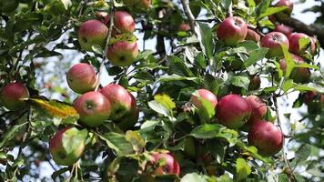 Apples are ripe on the tree in the sun video
