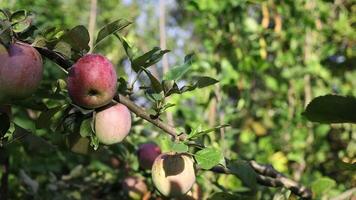 Apples are growing on a tree branch in an orchard video