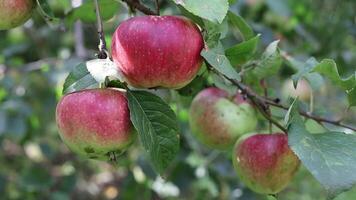 Apples are hanging from the tree branch with leaves video