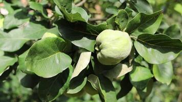 Guava tree with green fruit on the branch video