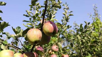 Apples are hanging from the branches of an apple tree video