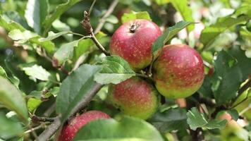 Apples are growing on a tree branch with leaves video
