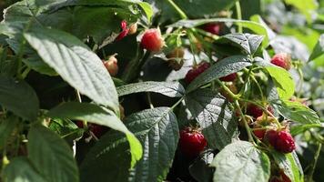 A bush of red berries growing on the side of a tree video