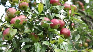 Apples are ripe on the tree in the garden video