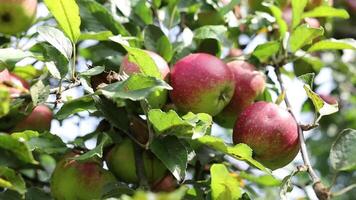 Apples are growing on the tree in the sun video