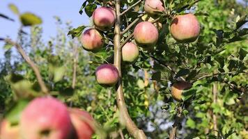 A tree with many apples on it video