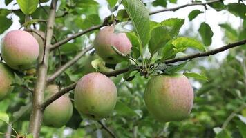 A tree with many green apples on it video