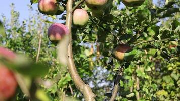 An apple tree with many ripe apples on it video