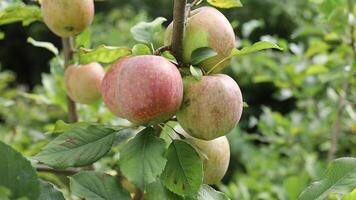 Apples are growing on a tree in a garden video