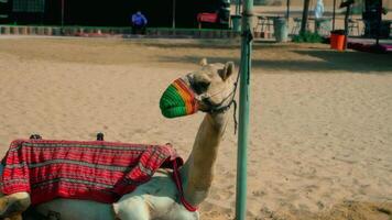 A camel with a colorful scarf on its head video