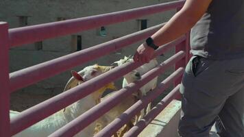 A man is feeding goats through a fence video