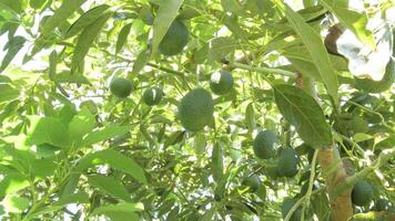 Natural avocados fruit hanging in a avocado tree video