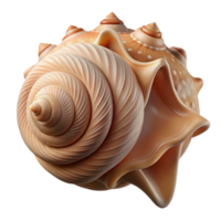 magnificent artistic A Close Up of a Seashell Intricate professional png