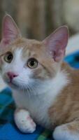 the cat is the boss of the house ginger cat sits quietly on the sofa, watches passers-by with his eyes, tucks his paws under himself, checkered blanket video