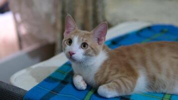 the cat is the boss of the house ginger cat sits quietly on the sofa, watches passers-by with his eyes, tucks his paws under himself, checkered blanket video