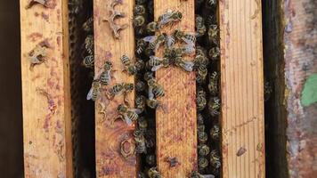 Bees are clustered together in a wooden frame video