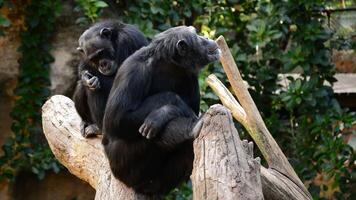 Chimpanzee monkeys sitting in a tree - Pan troglodytes video