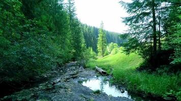 Small summer river in green wood and field grass, summer natural riverbank, tree-lined, greenery and peaceful, flowing hiking scenic video