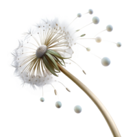 beautiful modern A Single Dandelion Seedhead with Seeds high resolution png