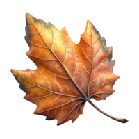 captivating quintessential Photorealistic, professional render, isolated cutout, hyper-specific single, decaying autumn leaf with intricate venation with Transparent Background png