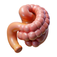 beautiful nordic Hyper-specific, photorealistic render of a biomechanical intestine segment with enhanced digestion capabilities, isolated cutout with Transparent Background masterfully captured png