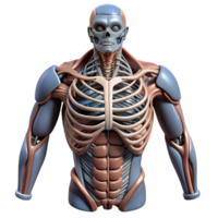 calm glorious Professional render, ultra-detailed, photorealistic biomechanical torso with exposed internal framework with Transparent Background studio quality png