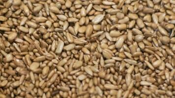 Many seeds. Sunflower seeds baking machine. Moving fried sunflower seeds come out of the machine. Food production 18 video