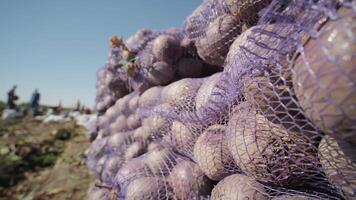 Freshly picked red beets in mesh bags stacked in open farmland. video