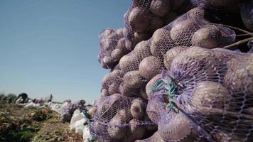 Harvested red beets in mesh bags piled on the field under sunlight. video