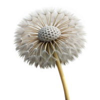 mesmerizing dynamic organic Photorealistic isolated cutout of a single dandelion seed head, ultra-detailed professional render with Transparent Background 4K png