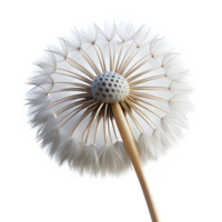 immaculate playful industrial Photorealistic, hyper-specific isolated cutout of a dandelion seed head with delicate, wispy parachutes with Transparent Background studio quality png