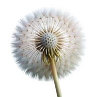stunning standout Photorealistic ultra-detailed hyper-specific isolated cutout of a single dandelion seed head, delicate, intricate, floating, with Transparent Background png