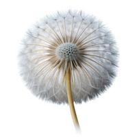 hypnotic standout Photorealistic ultra-detailed hyper-specific isolated cutout of a single dandelion seed head, delicate, intricate, floating, with Transparent Background png