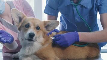 A team of veterinarians examines a sick Corgi dog using an stethoscope 7 video