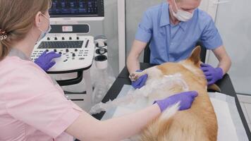 Veterinarian team examines the Corgi dog using ultrasound 3 video