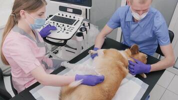 Veterinarian team examines the Corgi dog using ultrasound 4 video