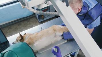 Veterinarian team examining dog in x-ray room 3 video