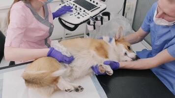 Veterinarian team examines the Corgi dog using ultrasound 5 video