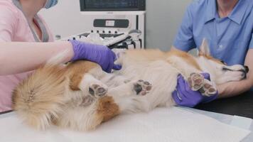 Veterinarian team examines the Corgi dog using ultrasound 9 video