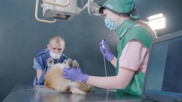Veterinarian team examining dog in x-ray room video