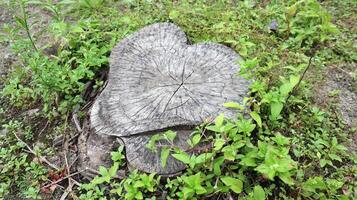 old tree stump in the forest with small growth photo