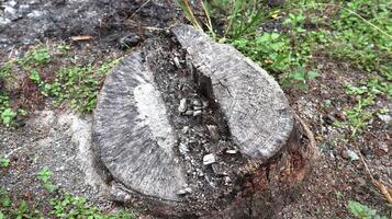 old tree stump decaying photo