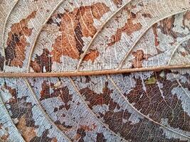 A dried leaf on a background of wood photo