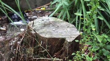 old tree stump in the forest photo