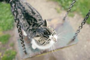 Curious tabby cat standing on a rustic swing outdoors, captured from above with shallow depth of field photo