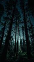 A dark forest with tall trees and stars photo